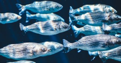 Nowe białko ważnym graczem w immunologii ryb
